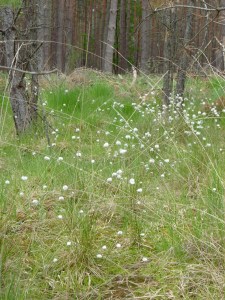 Eriophorum vaginatum
