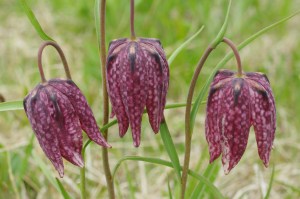 Fritillaria meleagris