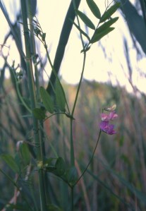 Lathyrus palustris