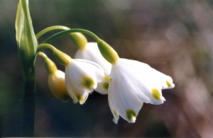 Leucojum aestivum