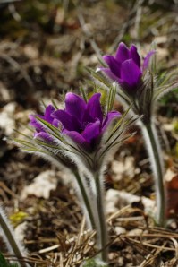Pulsatilla vulgaris