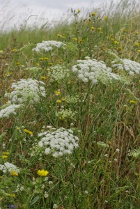 Ammi majus  [1600x1200]