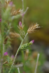 Carduus pycnocephalus  [1600x1200]