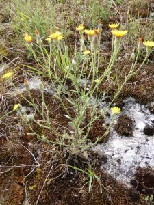 Crepis foetida  [1600x1200]