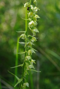 Epipactis muelleri  [1600x1200]