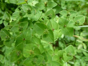 Euphorbia hiberna [1600x1200]