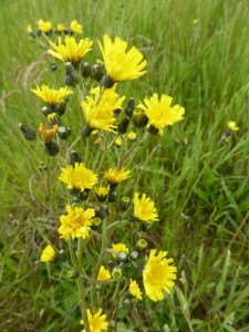 Hieracium bauhinii  [1600x1200]