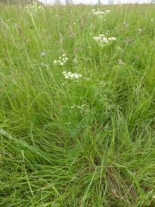 Dichoropetalum carvifolia  [1600x1200]