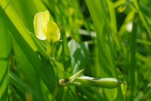 Lotus maritimus  [1600x1200]