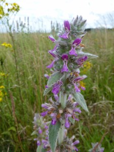 Stachys germanica  [1600x1200]